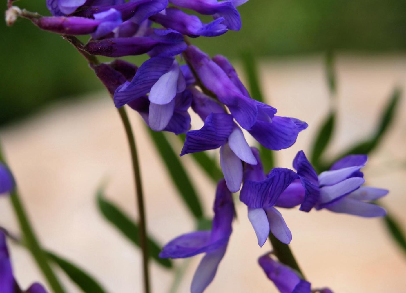 Vetch, Fine-leaved flower